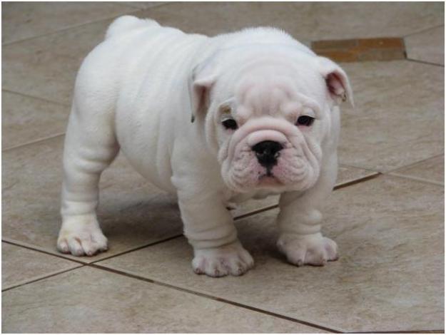  Cachorro de bulldog inglês