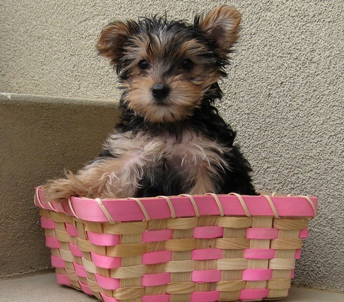  yorkshire terrier miniatura