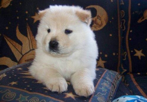  Cachorro de Chow chow 