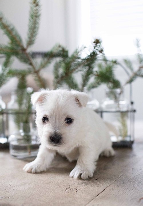  West highlnde white terrier 