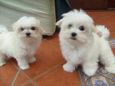 Cachorro de cachorro maltês  
