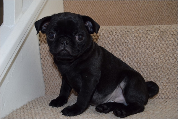  Cachorro de pug