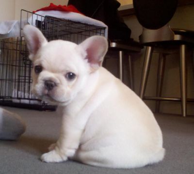  Bulldog Francês Com Lop e Afixo