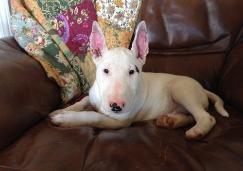  Bull terrier