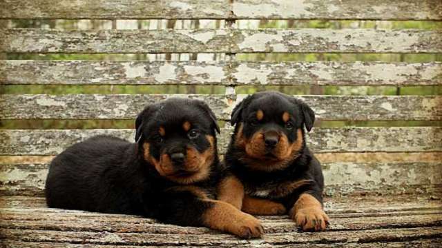 Cachorro de rottweiler