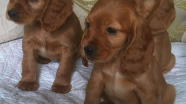 Cachorro de cocker spaniel 