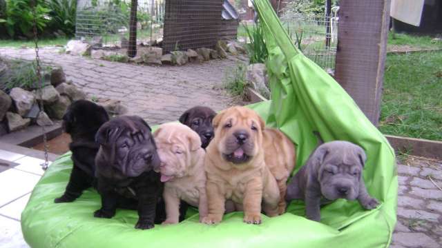 Lindos Cachorro de shar pei