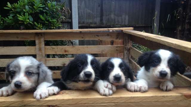 Border collie Cachorro disponíveis para adoção