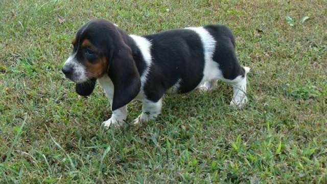 Encantadores Cachorro de basset hound disponíveis