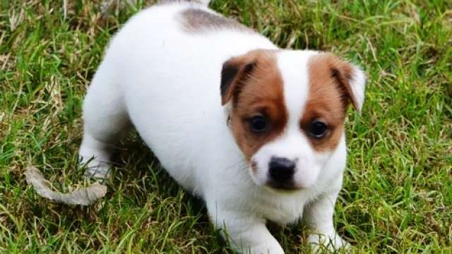 Lindos Cachorro de jack russell terrier para ir