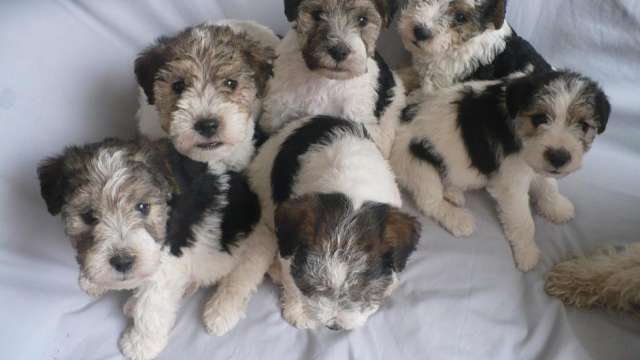 Fox terrier Cachorro disponíveis para adoção