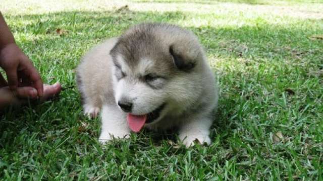 Malamute do Alasca Cachorro para adoção