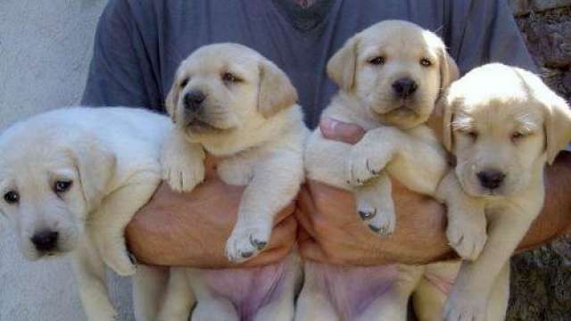 Cachorro de labrador retriever para uma nova casa