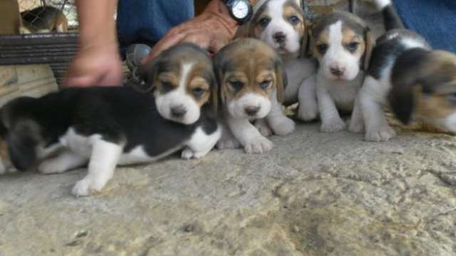 Cachorro beagle para adoção
