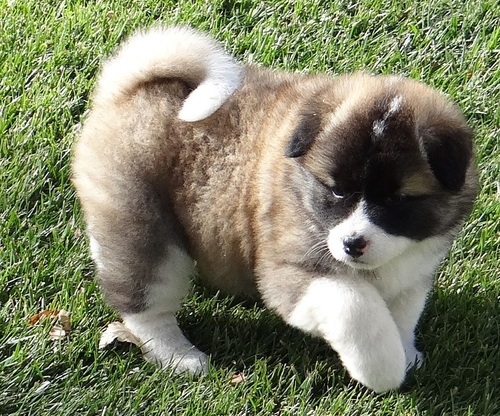 2 AKC registrado Akita Inu Cachorro para adoção 