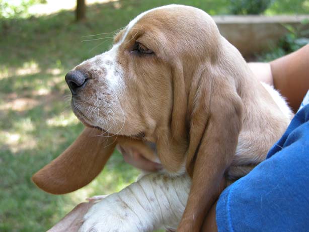 Casa levantou Cachorro de BASSET HOUND 