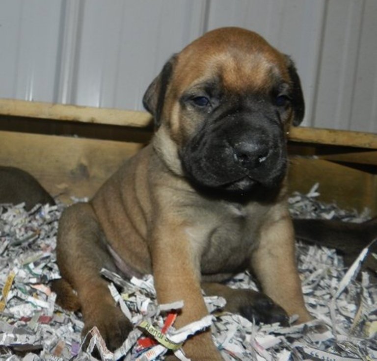 Cachorro de Bull-mastiff 