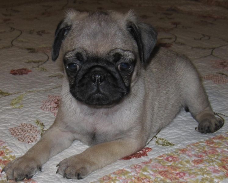 corajoso Carlinos Pug Cachorro para adoção 