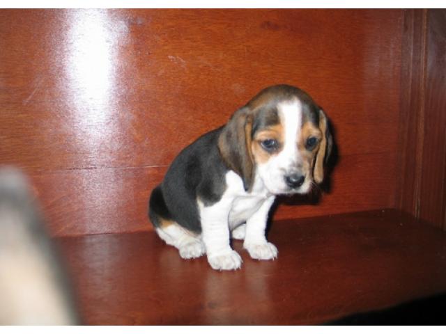 Cachorro Beagle IMPRESSIONANTE