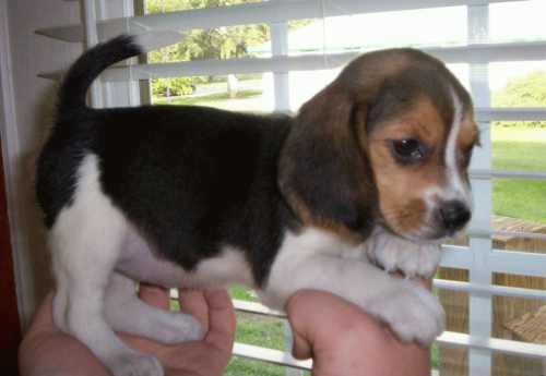 Cachorro Beagle IMPRESSIONANTE