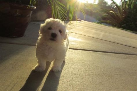 Macho e fêmea  Bichon Frise para Dia dos Namorados.