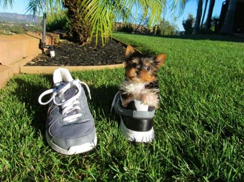 Macho e fêmea MINI Yorkshire Terrier Pronto para Dia dos Namorad