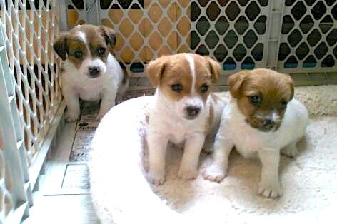 Macho e fêmea  Jack Russell Terrier disponível como presente para Dia dos Namorados santo.........