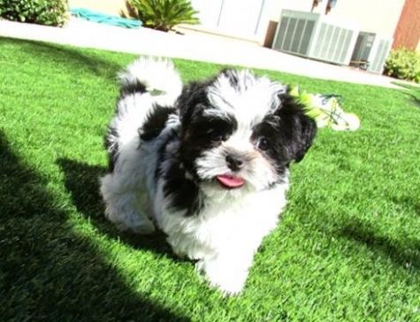 Macho e fêmea Cachorro de SHIH TZU  Pronto Dia dos Namorados