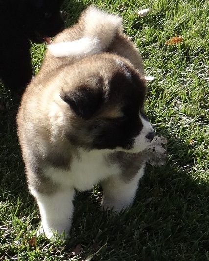 Cachorro saudável de Akita Inu para venda