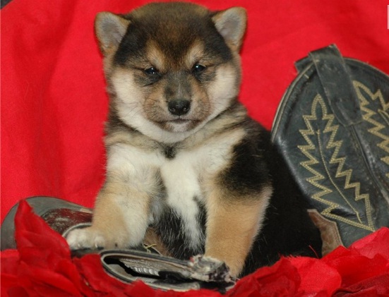 adoráveis ​​super cachorros Shiba Inu para adoção.