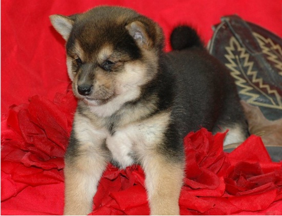 adoráveis ​​super cachorros Shiba Inu para adoção.