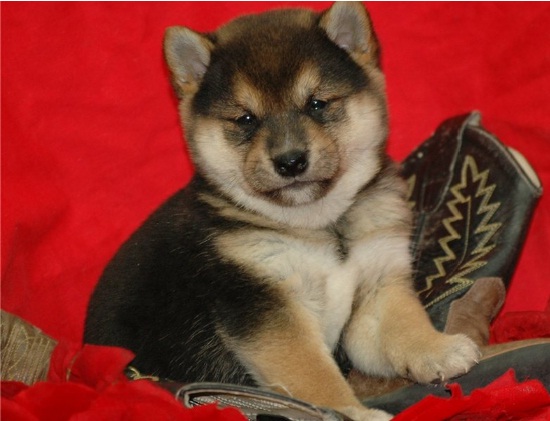 adoráveis ​​super cachorros Shiba Inu para adoção.