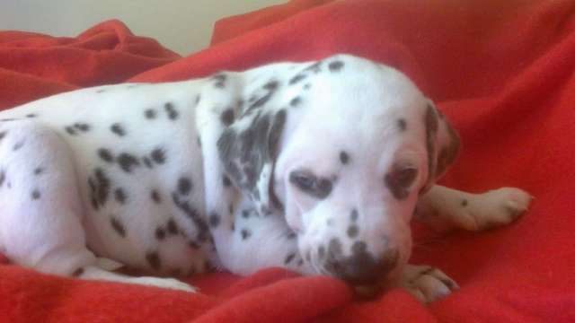  Cachorro saudáveis ​​lúdicas muito 