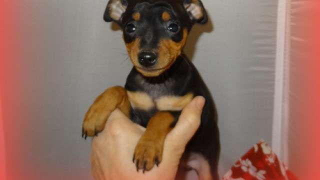 Cachorros são pincher