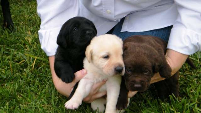 Labrador retriever chocolate e begebranco