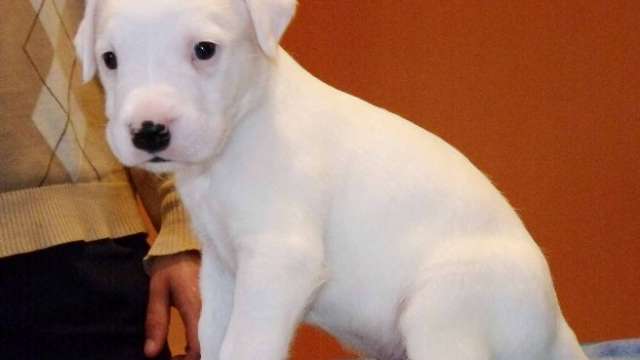 Cachorro de bull terrier machos e fêmeas para adoção