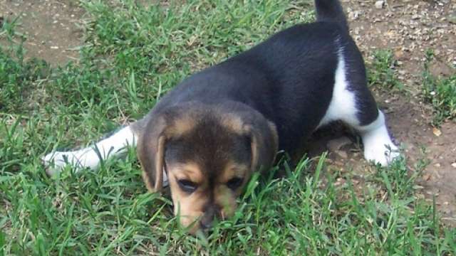 Beagle flhotes