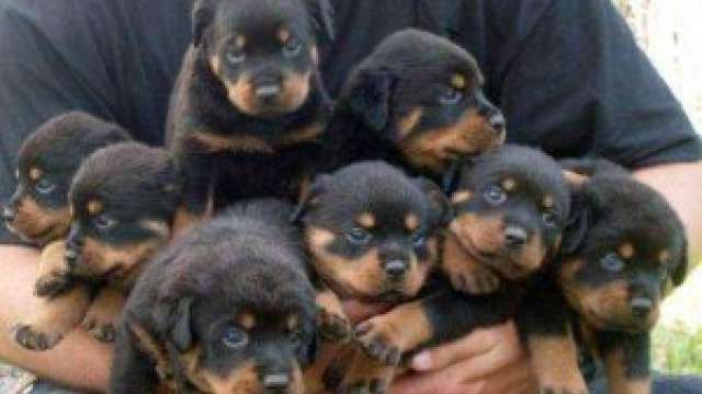 Cachorro de rottweiler de qualidade