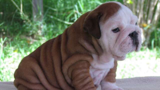 boa aparência Cachorro Bulldog inglês masculinos e femininos para as vend