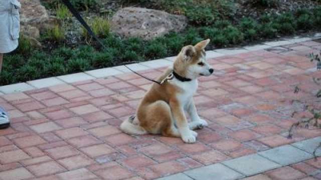Cachorro de akita inu para adopção 