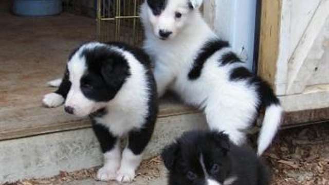 Regalo excepcional camada border collie