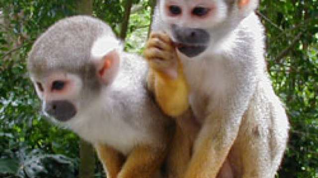 Macacos certificados para venda (todas as espécies disponíveis)