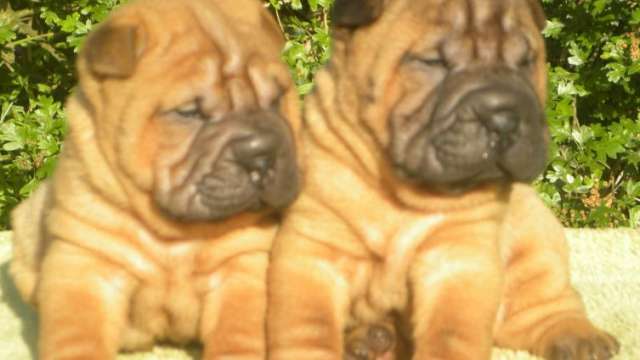 Lindos shar-pei bebês para adoção