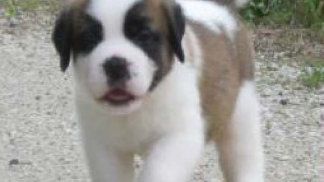 Cachorro de saint bernard