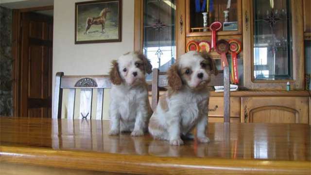 Cachorro cavalier king charles spaniel para adoção.