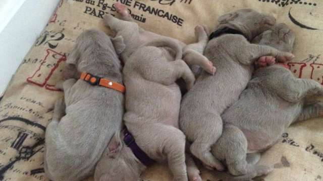 Weimaraner Cachorro lindos para venda