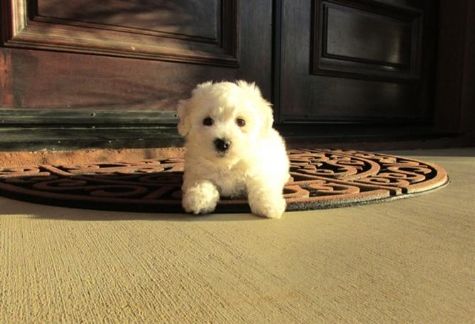 Extremamente lindos Cachorro de Bichon Frise pronta.