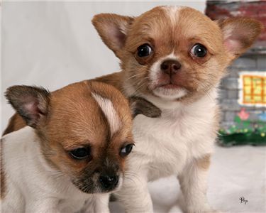 Cachorro de cachorro bonitos chihuahua prontos para adoção.