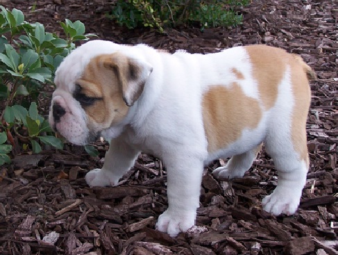 Cachorro de cachorro bonitos Inglês Bull Dog prontos para adoção.