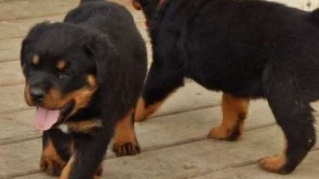 Lindos Rottweiler Cachorro 